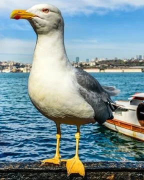 Friendly seagull posing for a good close-up Stock Photos