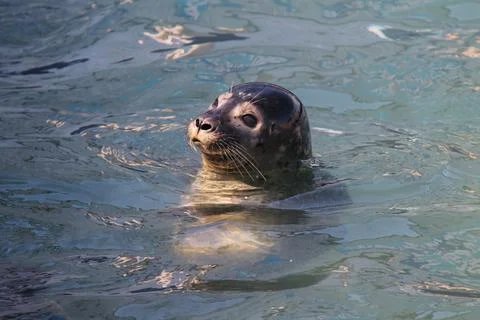 Friendly Seal. Stock Photos