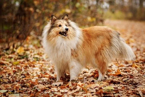 A friendly sheltie stands on the path in autumn park Stock Photos