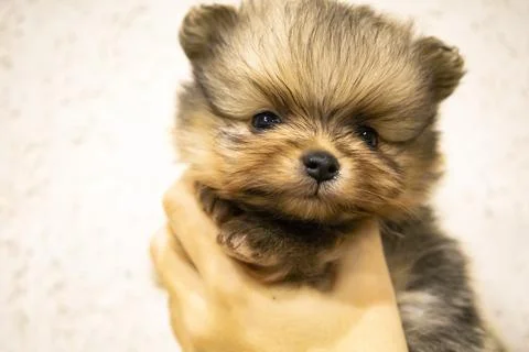 Friendly small brown haired dog Stock Photos