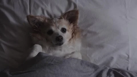 Friendly small dog cream corgi chihuahua Pomeranian in bed being cute dog Stock Footage 250258669