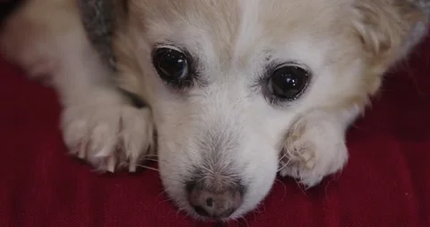 Friendly small dog cream corgi chihuahua Pomeranian being cute Stock Footage 251748383