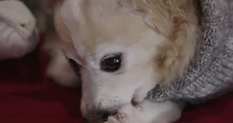 Friendly small dog cream corgi chihuahua Pomeranian cleaning Stock Footage 251748417