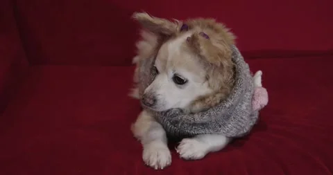 Friendly small dog cream corgi chihuahua Pomeranian being cute sitting Stock Footage 251748505