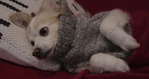 Friendly small dog cream corgi chihuahua Pomeranian being cute Stock Footage 251748600