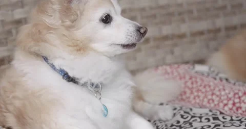 Friendly small dog cream corgi chihuahua Pomeranian being cute Stock Footage 251748639