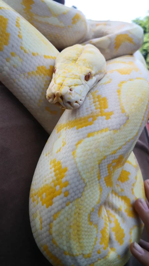 Friendly snake Stock Footage 220283697