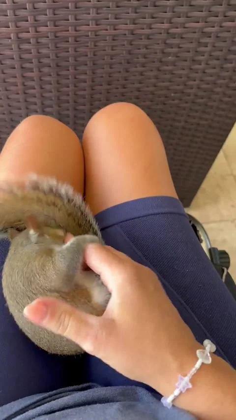Friendly Squirrel Playfully Wrestles With Hand, Apollo Beach, Florida, USA - 15  動画素材 332869610
