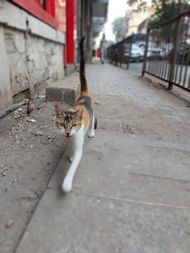 Friendly stray multi-colored cat meowing and running on streets, lower angle Stock Photos