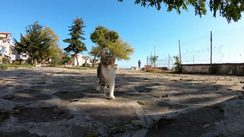 Friendly street cat walking with smooth handheld camera movement and close-ups Stock Footage 318418014