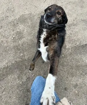 Friendly Tail-Wagging Moment Stock Photos