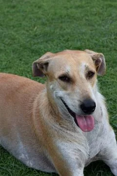 Friendly tan dog panting while resting on green grass Stock Photos