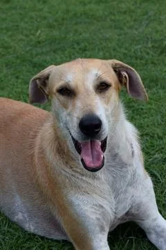 Friendly tan dog panting while resting on green grass Stock Photos
