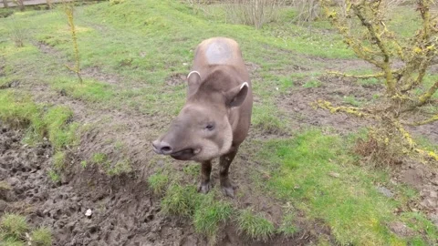 Friendly Tapir checking out the camera at a nature reserve 库存影片 238560117