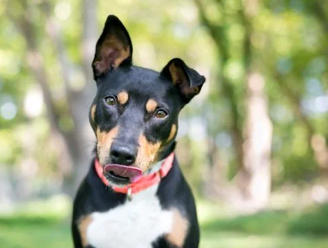 A friendly tricolor mixed breed dog with one upright ear and one floppy ear,  Stock Photos