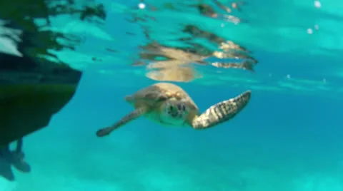 Friendly turtle 50% Stock Footage 24302450