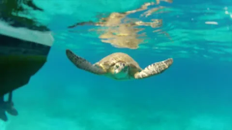 Friendly turtle Stock-Footage 24332498