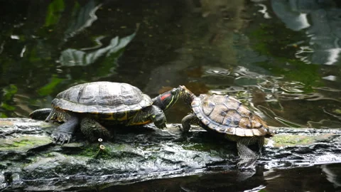 Friendly Turtles Nature Close Up, Green Wildlife Outdoor Closeup Wild Pond Life Stock Footage 131055914