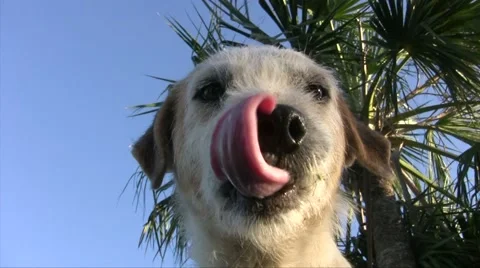 Friendly ugly dog Stock Footage 47990006