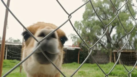 Friendly Vicuna playing with camera Stock Footage 233184518