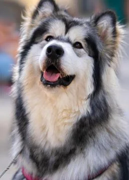 Friendly White and Gray Dog in Natural Light Stock Photos