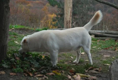 Friendly white dog looking for something in grass Stock Photos