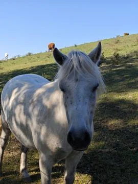 Friendly White Pony Looking at Camera 写真素材