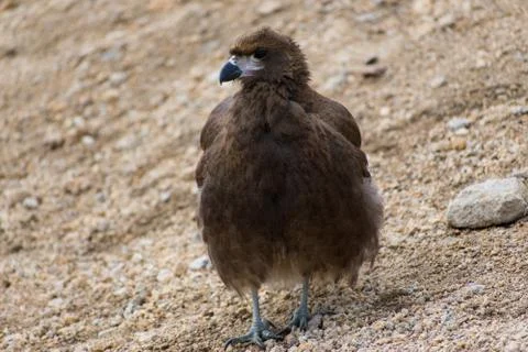 Friendly Wild #1 Stock Photos