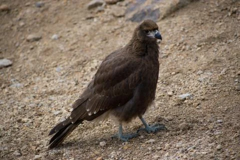 Friendly Wild #2 Stock Photos