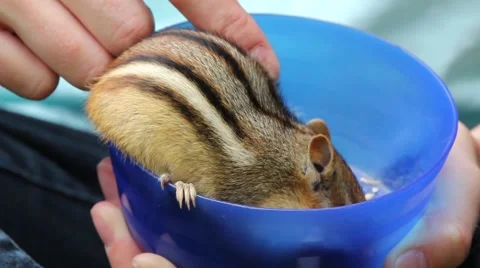Friendly wild chipmunks lets person pet him while he eats out of a bowl Stock-Footage 63149610