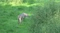 Friendly wolves in green grassy landscape HD Footage