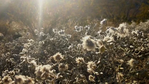 Friends in the desert Stock Footage 99836297