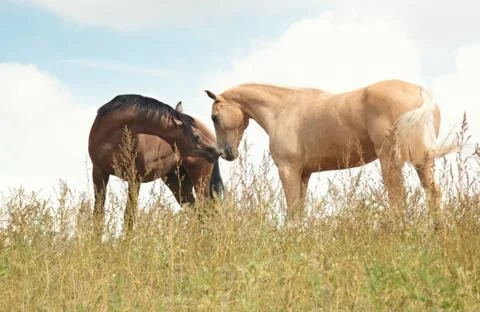 Friends Stock Photos