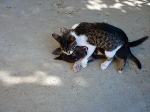 Friends Stock Photos