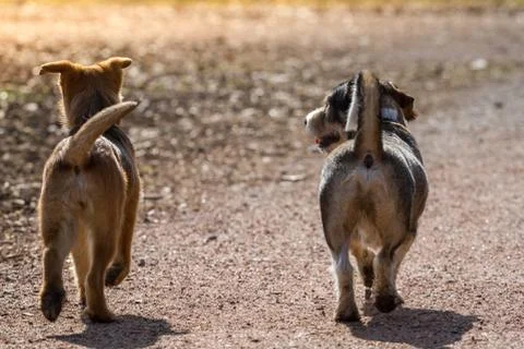 Friends Stock Photos