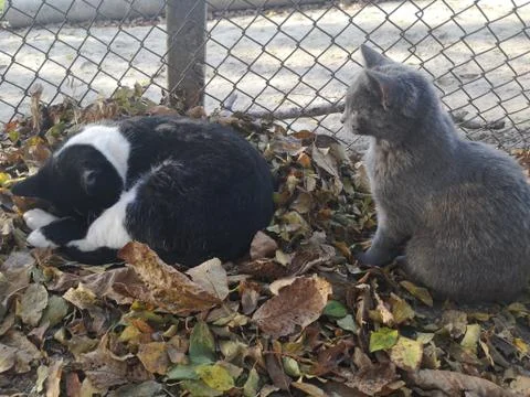 F.R.I.E.N.D.S Stock Photos