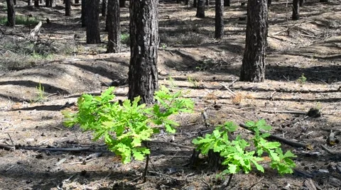 Friends in a strange land. Two small oak trees in pine forest Stock Footage 50856359