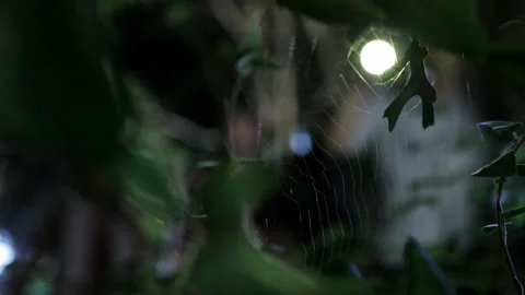 Friends walking behind spider web in woods at night Video stock 191348308