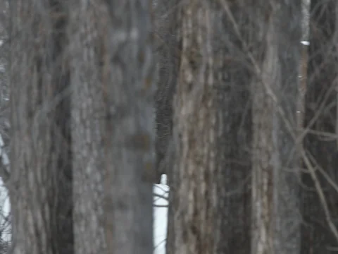 Friends walking on bridge during winter Stock Footage 84504192