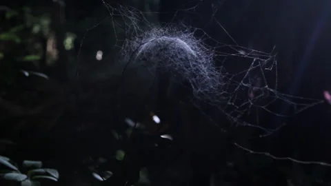 Friends walking past spider web on branch in woods at night Video stock 191348157