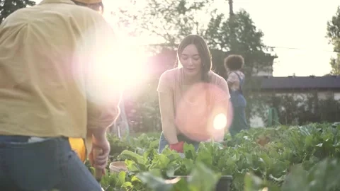 Friends working in community garden Stock Footage 221032720