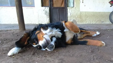 Friendship, 2 dogs, one Border Collie and the other Bernese Mountain Dog pl.. Stock Footage 253181953