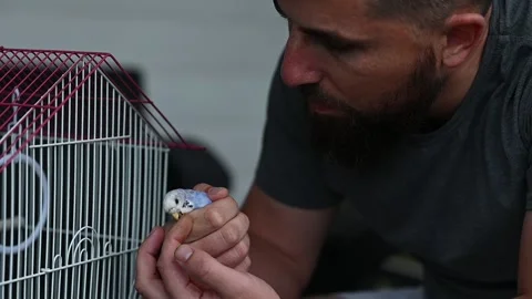 Friendship between a man and a bird, a man holding a small blue parrot, a d.. Stock Footage 345644981