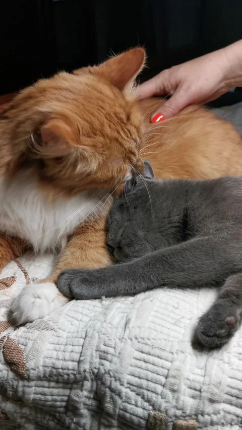 Friendship between red and gray domestic cats Stock Footage 271038221