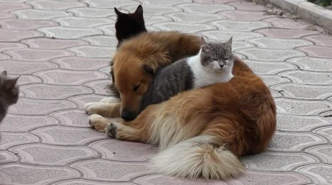 Friendship between the three kittens and a dog Stock Footage 62300284