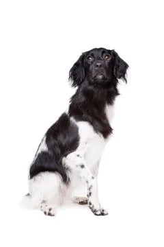 Friese Stabij, Frisian pointer Stock Photos