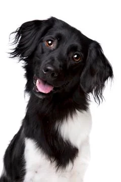 Friese Stabij, Frisian pointer Stock Photos