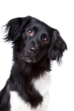 Friese Stabij, Frisian pointer Stock Photos