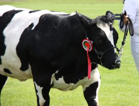 Friesian Cow. Stock Photos