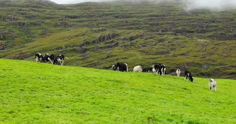 Friesian cows grazing in a field Stock Footage 345450949
